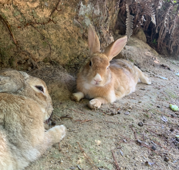 うさぎ島の野生のうさぎの写真